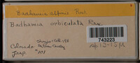 Badhamia affinis image